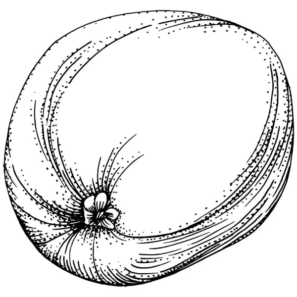 Vector Limón Dibujado Mano Limón Planta Exótica Con Hojas Esbozo — Archivo Imágenes Vectoriales