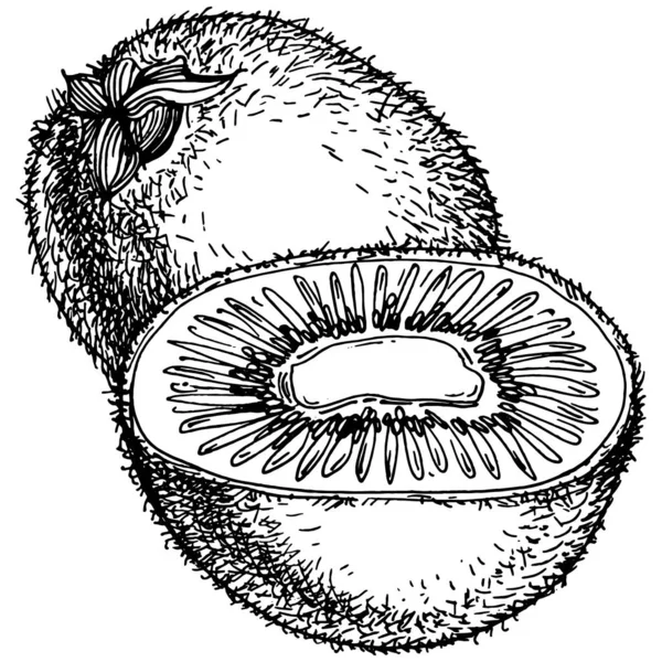 Kiwi Sketch Citrusové Plody Dekorativní Ručně Kreslené Kiwi Botanické Ilustrace — Stockový vektor