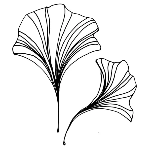Ginkgo Plante Base Plantes Main Dessin Croquis Tatouage Floral Très — Image vectorielle