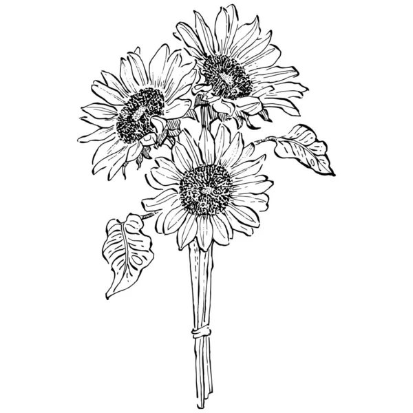 Květinová Botanická Květina Izolovaný Ilustrační Prvek Vektorové Ruční Kreslení Volně — Stockový vektor