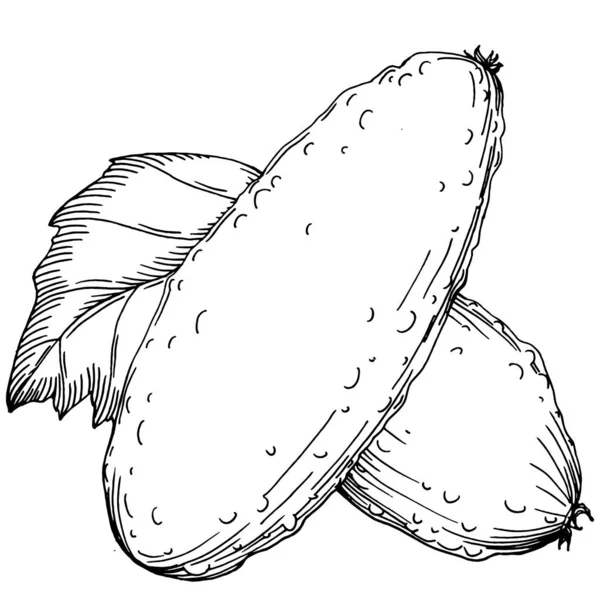 Cucumber Vegetais Esboço Ilustração Vetorial Estilo Gravado Produto Mercado Agrícola — Vetor de Stock