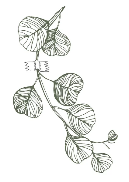 Blumenwand Kunst Eukalyptuspflanze Blattwerk Der Natur Linienzeichnung Mit Abstrakter Form — Stockvektor