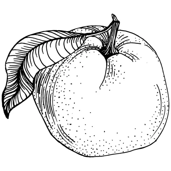 Croquis Mandarin Agrumes Décoratif Illustrations Botaniques Orange Dessinées Main Noir — Image vectorielle