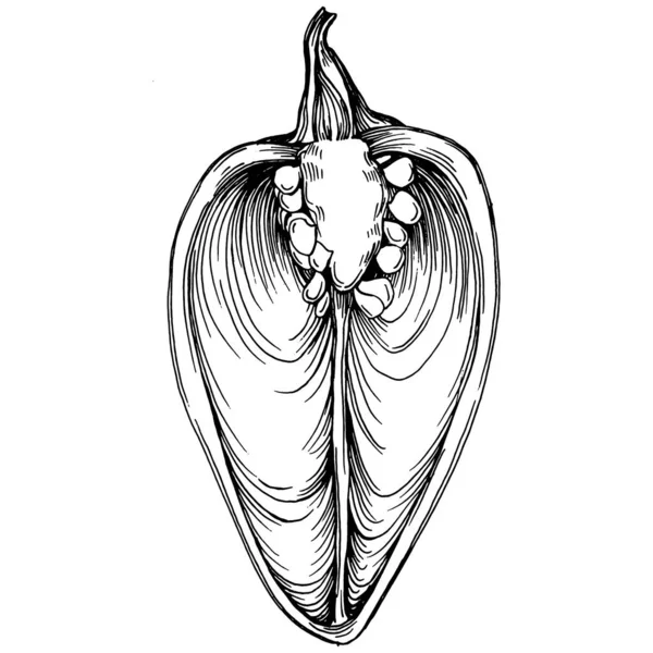 Biber Sebzeleri Taslak Vektör Çizimi Şlemeli Stil Tarım Piyasasında Ürün — Stok Vektör