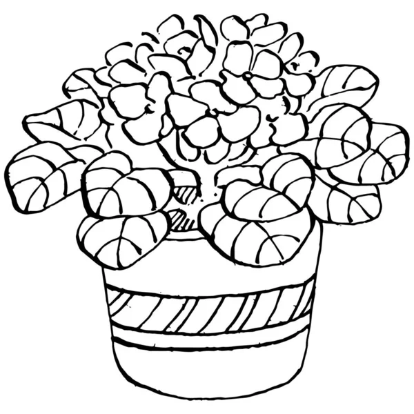 Home Plant Potten Schets Outline Tekening Geïsoleerde Illustratie Van Groeiende — Stockvector