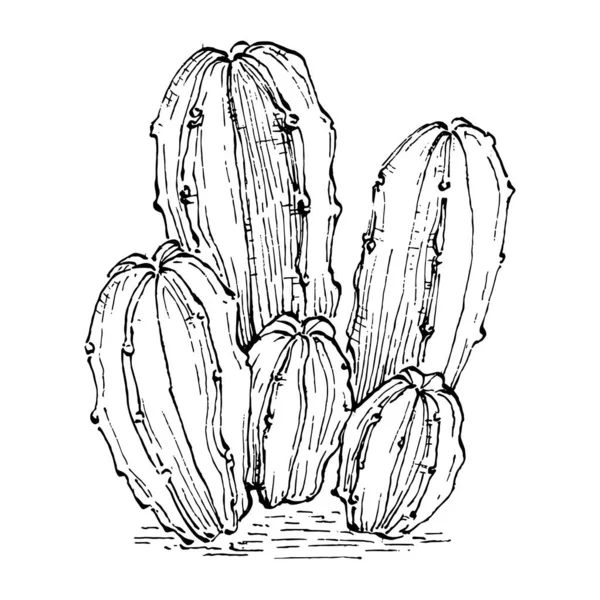 白い背景にサボテンの孤立イラスト サボテンのアイコンやロゴ カードの要素 砂漠のサボテン 熱帯植物 夏の庭 手描きで装飾 — ストックベクタ