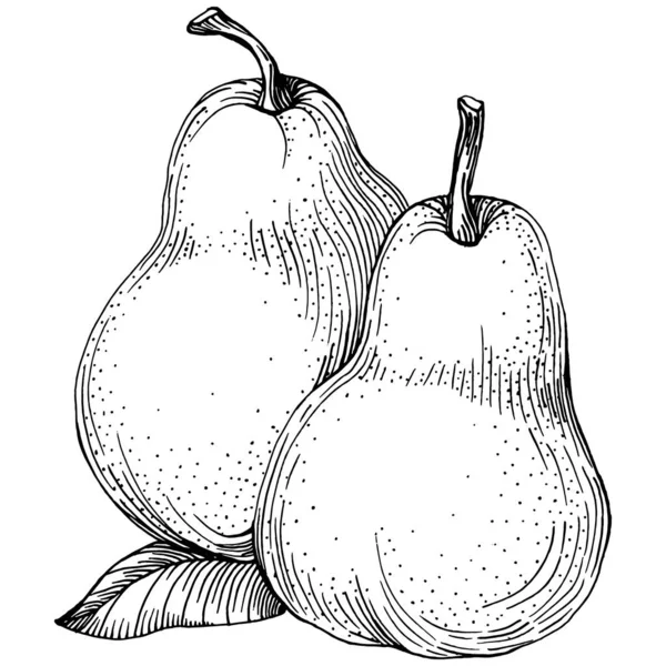 手描きのイラストで孤立したスケッチを梨 白い背景の要素フルーツベクトル — ストックベクタ