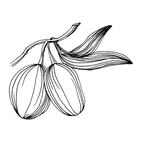 Zeytin eskiz elemanı. Zeytin dalları izole edilmiş. Arkaplan, doku, ambalaj deseni, çerçeve veya kenar çizimi için vektör el.