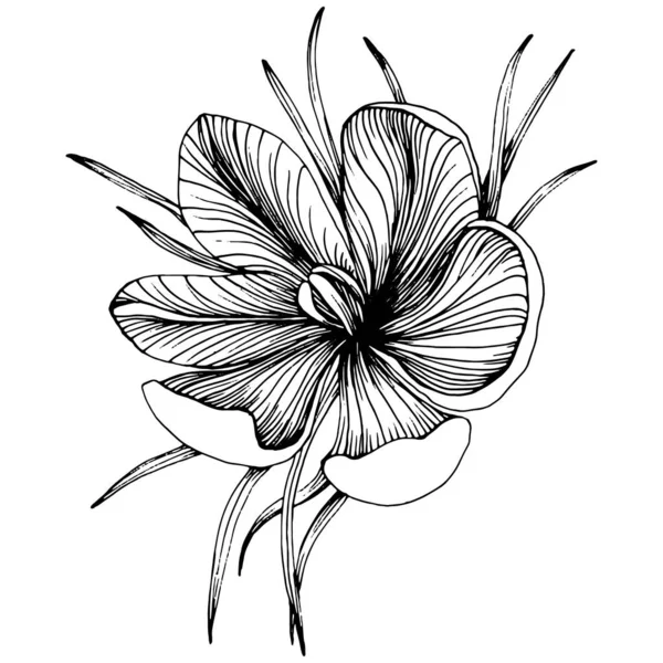 Κρόκος Λουλούδι Σαφράν Φυτικό Βοτανικό Λουλούδι Μεμονωμένο Στοιχείο Απεικόνισης Διάνυσμα — Διανυσματικό Αρχείο