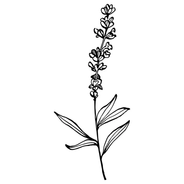 Flor Botânica Lavanda Desenho Desenhado Mão Erva Casamento Planta Monograma — Vetor de Stock