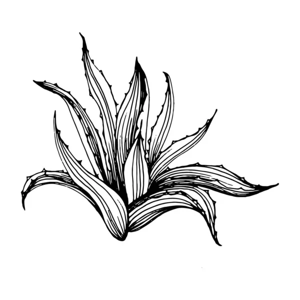 Cactus Esboço Para Logotipo Plantas Suculentas Florais Tatuagem