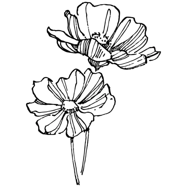 Cosmos Flor Mano Dibujo Logotipo Floral Cosmos Tatuaje Altamente Detallado — Archivo Imágenes Vectoriales