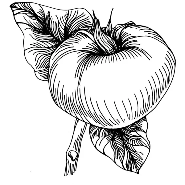 Tomate Éléments Isolés Croquis Légumes Illustration Vectorielle Style Gravé Produit — Image vectorielle