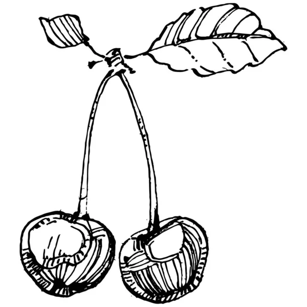 Körsbärsteckning Isolerad Svart Och Vitt Klipp Konst Isolerad Vit Bakgrund — Stock vektor