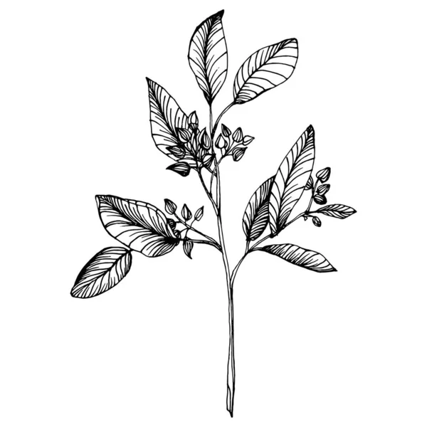 Eukaliptusz Elmegy Virágos Botanikus Virág Elszigetelt Illusztrációs Elem Vektor Kézi — Stock Vector
