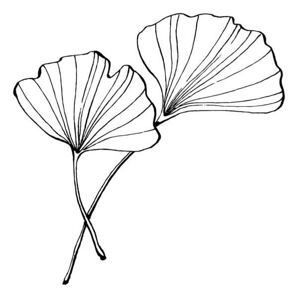 Ginkgo Planta Hierbas Mano Dibujo Boceto Tatuaje Floral Altamente Detallado — Vector de stock