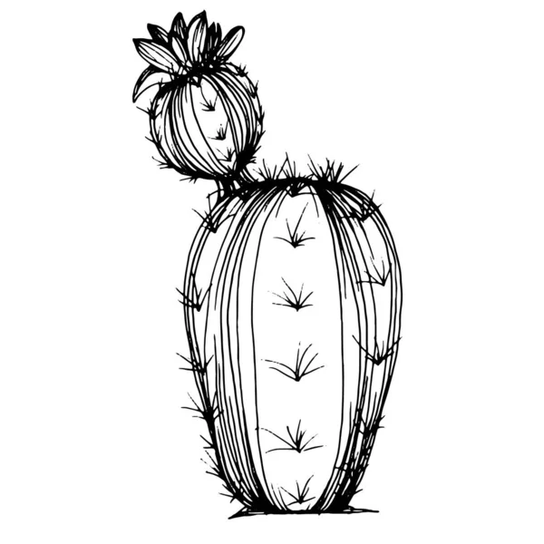 Cactus Sketch Logo Floral Succulent Plants Tattoo Highly Detailed Line — Stock Vector