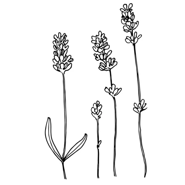 라벤더 식물학적 손으로 결혼용 및우아 잎사귀가 모노그램 무늬는 데이트 거침없는 — 스톡 벡터