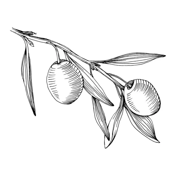 Olivskisselement Olivkvistar Isolerade Vektor Hand Teckning Wildflower För Bakgrund Textur — Stock vektor