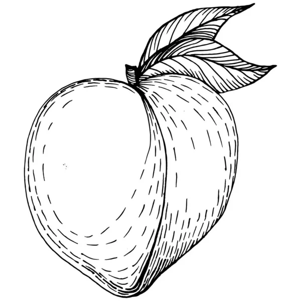 Peach Sketch Vettore Isolato Frutta Illustrazione Disegnata Mano Cibo Estivo — Vettoriale Stock