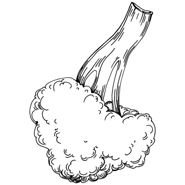 ブロッコリー孤立手描きイラスト 野菜の彫刻スタイル ベジタリアンフードのスケッチ ファーマーズマーケット商品 デザインロゴ メニュー ラベル アイコン スタンプに最適 — ストックベクタ