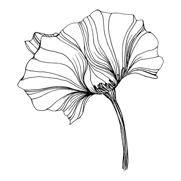 Magnolia Flower Floral Botanical Flower Isolated Illustration Element Vector Hand — Διανυσματικό Αρχείο