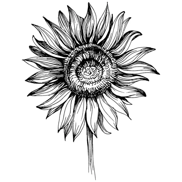 Tournesol Fleur Botanique Florale Élément Illustration Isolé Fleurs Sauvages Vectorielles — Image vectorielle