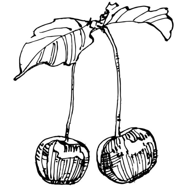 Körsbärsteckning Isolerad Svart Och Vitt Klipp Konst Isolerad Vit Bakgrund — Stock vektor