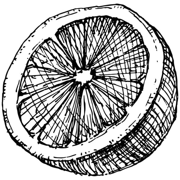 Limone Isolato Fondo Bianco Schizzo Stile Inciso Con Olio Essenziale — Vettoriale Stock