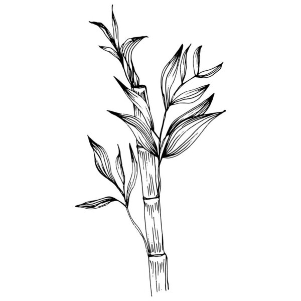 Bamboo plant by hand drawing sketch. Floral tattoo highly detailed in line art style. Black and white clip art isolated on white background. Antique vintage engraving illustration.