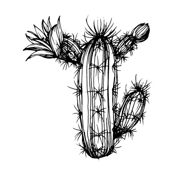 Cactus Esboço Para Logotipo Plantas Suculentas Florais Tatuagem Altamente Detalhada — Vetor de Stock