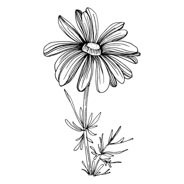 Manzanilla Mano Daisy Whee — Vector de stock