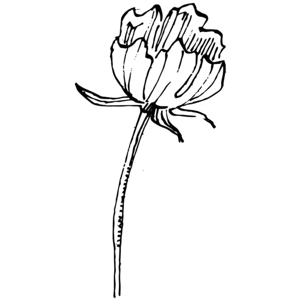 Kosmos Blomma För Hand Ritning Kosmos Blommig Logotyp Eller Tatuering — Stock vektor