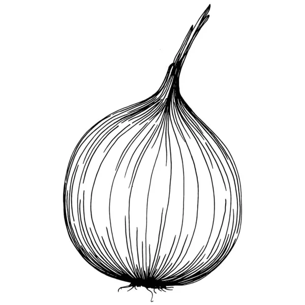 Cibule Izolované Ručně Kreslené Ilustrace Rostlinný Rytý Styl Nakreslete Vegetariánskou — Stockový vektor