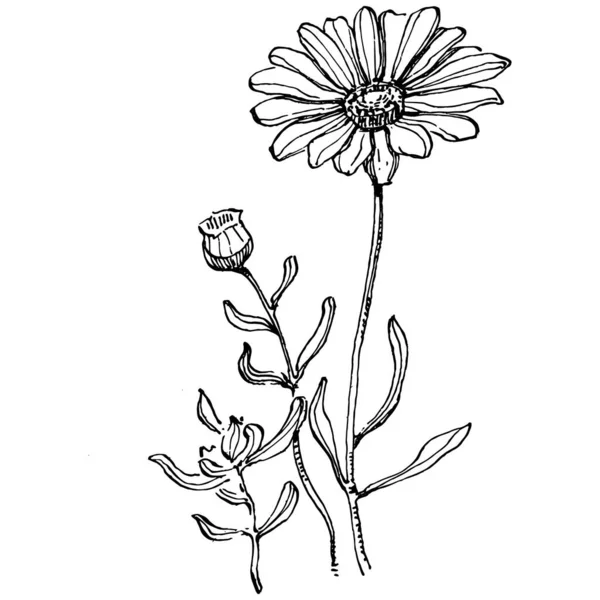 Космос Квітка Ручним Малюнком Космос Квітковий Логотип Або Татуювання Високо — стоковий вектор