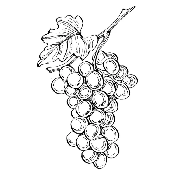 Elle çizilmiş üzüm çizimi. Şarap asması ana hatları, yaprakları, böğürtlenleri kapatır. Beyaz arka planda siyah beyaz klipsli sanat. Şarap tasarımı için antika bir gravür..  
