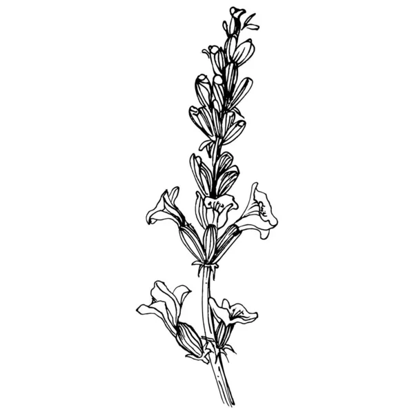 Λεβάντα Φυτικό Βοτανικό Λουλούδι Μεμονωμένο Στοιχείο Απεικόνισης Διάνυσμα Χέρι Σχέδιο — Διανυσματικό Αρχείο