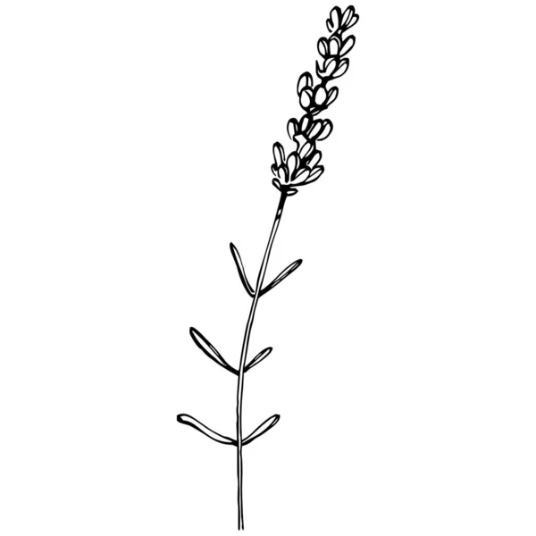 Лаванда Ботанічна Квітка Ручний Малюнок Весільної Трави Рослини Монограми Елегантними — стоковий вектор