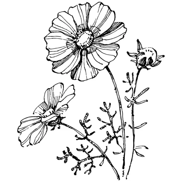 Kosmos Blume Von Hand Gezeichnet Kosmos Floralen Logo Oder Tätowierung — Stockvektor