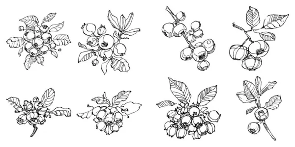 Blueberry Handzeichnung Vintage Clip Art Beeren Logo Oder Tätowierung Sehr — Stockvektor