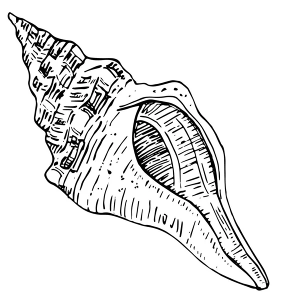 Handgezeichnete Meeresmuscheln Isoliert Schwarz Weiß Illustration — Stockvektor