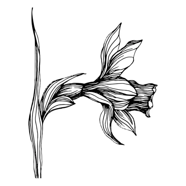 Fleur Narcisse Jonquille Botanique Florale Élément Illustration Isolé Dessin Vectoriel — Image vectorielle