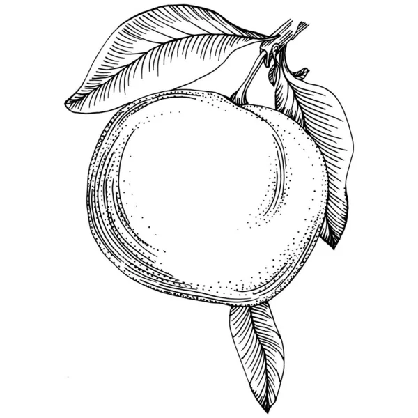 Mandarin Skizzenvektor Isoliert Handgezeichnete Illustration Frucht Sommerkost Retro Stil Detaillierte — Stockvektor