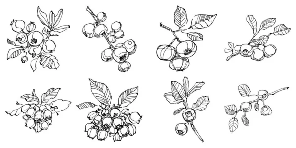 Blueberry Handzeichnung Vintage Clip Art Beeren Logo Oder Tätowierung Sehr — Stockvektor