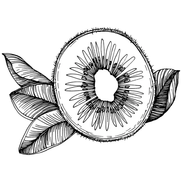 Rijp Kiwi Geïsoleerde Schets Wit Tropische Fruittekening Vector Antieke Vintage — Stockvector