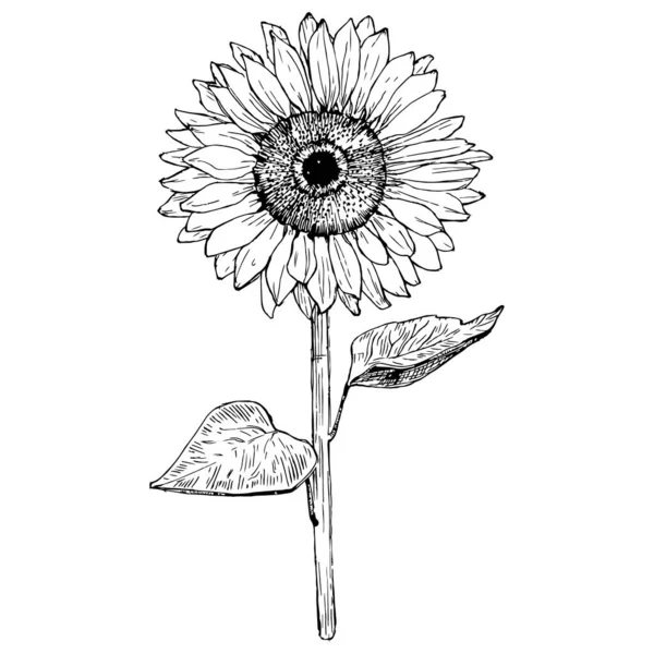 Tournesol Fleur Botanique Florale Élément Illustration Isolé Dessin Vectoriel Main — Image vectorielle