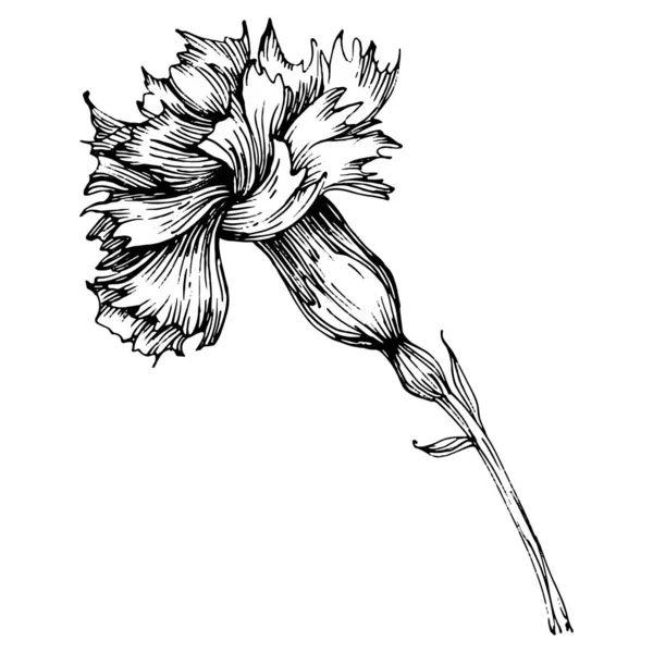 Flor Cravo Floral Flor Botânica Isolado Elemento Ilustração Vector Mão — Vetor de Stock