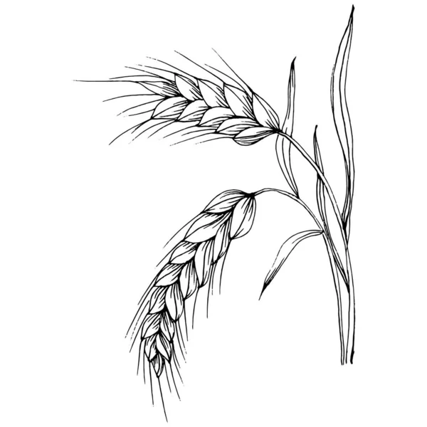 Малюнки Пшеничних Вух Гравюра Старовинної Ілюстрації Символ Захисту Безпеки Антикварна — стоковий вектор