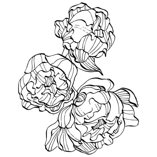 Fleur Pivoine Fleur Botanique Florale Élément Illustration Isolé Dessin Vectoriel — Image vectorielle