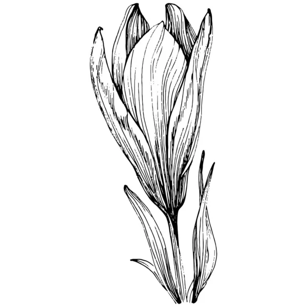 Crocus Fleur Safran Fleur Botanique Florale Élément Illustration Isolé Dessin — Image vectorielle